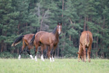 Fototapeta Konie - Horse in the field