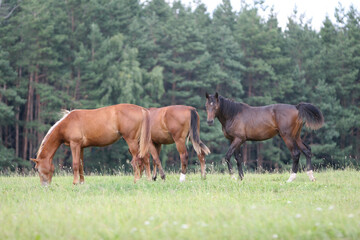 Horse in the field