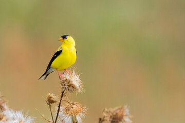  Male American goldfinch eating seeds at thistle plant, Marion County, Illinois.