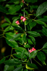 Wall Mural - Pink flowers with orange seeds with green leaves.