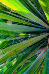 Poster - Close-up of yucca plant leaves