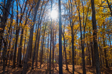 Poster - Sun shining through colorful Fall foliage