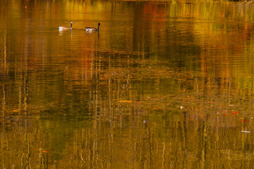 Poster - Canadian geese with colorful Fall reflection in lake water