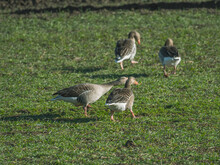 Four Gray Geese Looking For Food On A Meadow