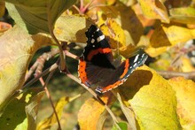 Beautiful Admiral Butterfly In Autumn Garden