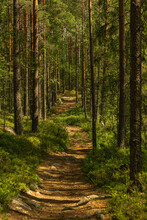 Path Through A Beautiful Pine And Fir Forest In Sweden