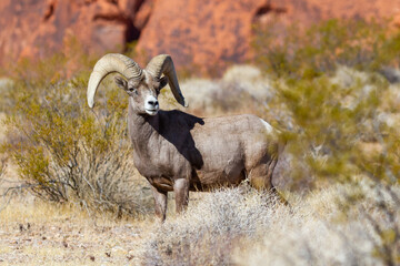 desert bighorn ram in nevada’s valley of fire state park