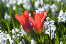 Two Red Tulips And White Hyacinths