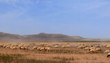 Fototapeta Sawanna - Flock Of Sheep In The Autonomous Region Of Western Sahara, Morocco