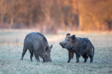 Wall Mural - Wild boars standing on meadow