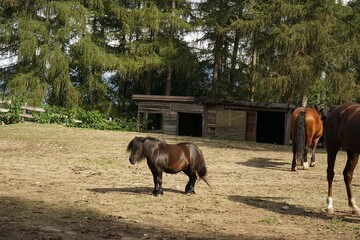 A pony in the enclosure of a farm in Piedmont, Italy