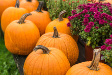 USA, Maine, Wells. Pumpkins In Autumn.