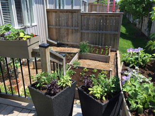 This small suburban backyard garden contains square raised planting beds for growing vegetables and herbs through the summer. Brick edging is used to keep grass out, and mulch helps keep weeds down.