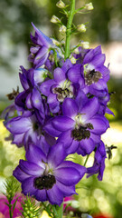 Wall Mural - Geranium - Delphinium - pink white flowers