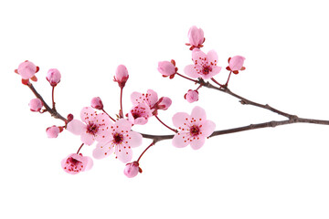 pink spring cherry blossom. cherry tree branch with spring pink flowers isolated on white