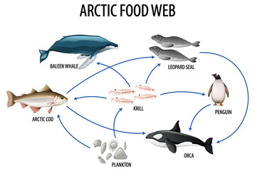 Wall Mural - Education poster of biology for food webs diagram