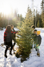 Family Choosing Christmas Tree In The Woods