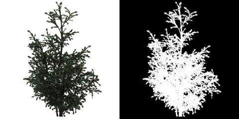 Wall Mural - left view of tree (boulevard cypress) png with alpha channel to cutout 3d rendering