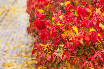 Sticker - USA, Maine, Wiscasset with autumn foliage.