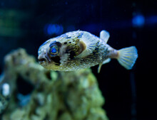 View Of Exotic Tropical Balloonfish Also Known As Spiny Porcupinefish And Spiny Puffer Behind Glass Of Aquarium