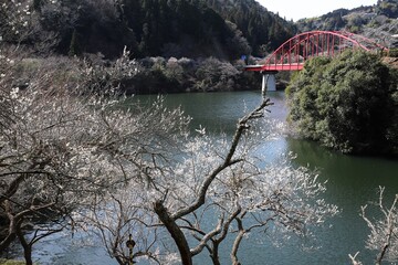 Canvas Print - 奈良県　月ヶ瀬梅林
