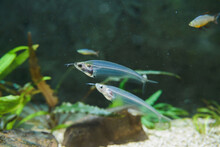 Kryptopterus Bicirrhis Or Asian Glass Catfish Close-up, Horizontal Underwater Stock Photo Image Wallpaper