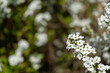 雪柳(ユキヤナギ)の花