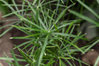 cyperus plant close-up. homemade green plant