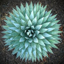 Agave From Above