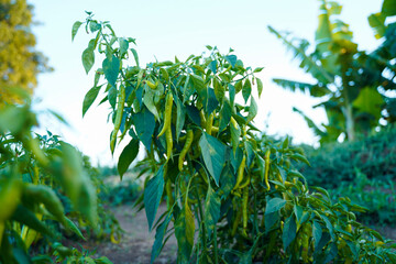 Green chili agriculture field in India