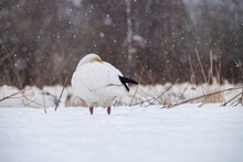 Close Up Of One Snow Goose Hide Its Head In Its Feathered Wings Resting On The Heavy Snow In The Open Filed In The Snow