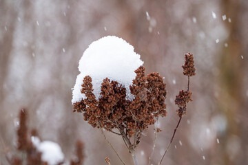 Wall Mural - close up of a brown dried flower covered with a pack of snow during a snow fall in the park