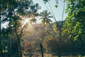 sun light in the trees