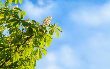 Wall Mural - blooming horse chestnut tree, castanea. white flowers