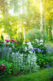 beautiful english style cottage garden view in summer with blooming peonies and companions - stachys, catnip, heranium, iris sibirica. Composition in white and blue tones. Landscape design.