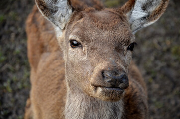 portrait of a deer or roe deer. A deer looks over a fence. he is trapped in a fence. breeding animals for meat, skins and antlers. The reservation for injured animals is a shelter paid for by donation