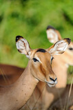 Fototapeta Sawanna - Antelope