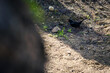 Mirlo buscando comida en el suelo, Turdus infuscatus
