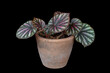Beautiful rhizomatous begonia candy stripes hybrid with red white and green leaves in clay pot isolated on black background