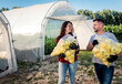 Middle-aged couple working together in a greenhouse, they carry sack of yellow paprika.