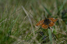 Weaver's Fritillary Butterfly In The Wild