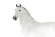 White lusitano horse in high key close up portrait