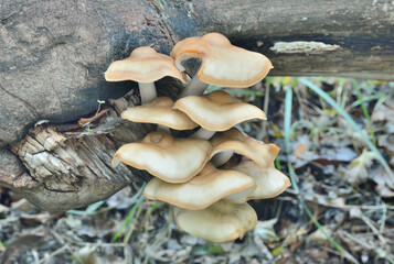 Canvas Print - Edible mushrooms (Hypsizygus ulmarius)