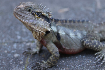 Wall Mural - iguana on a rock