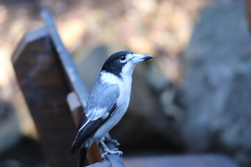 Wall Mural - crow on a branch