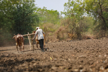 Indian farmer working with bull at his farm