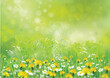 Vector nature background with chamomiles and dandelions.