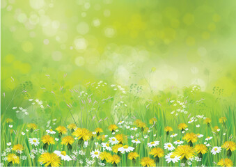 Wall Mural - vector nature background with chamomiles and dandelions.