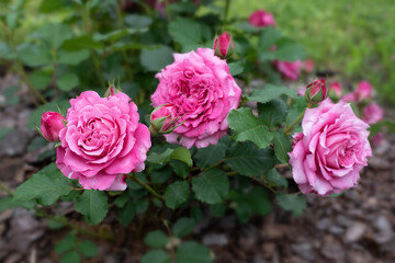 Wall Mural - Pink rose in garden on green background. Agnes Schilliger rose