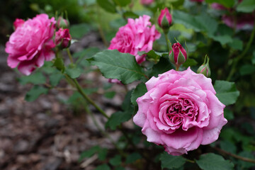Wall Mural - Pink rose in garden on green background. Agnes Schilliger rose